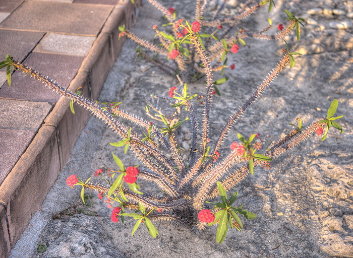 Crown of Thorns